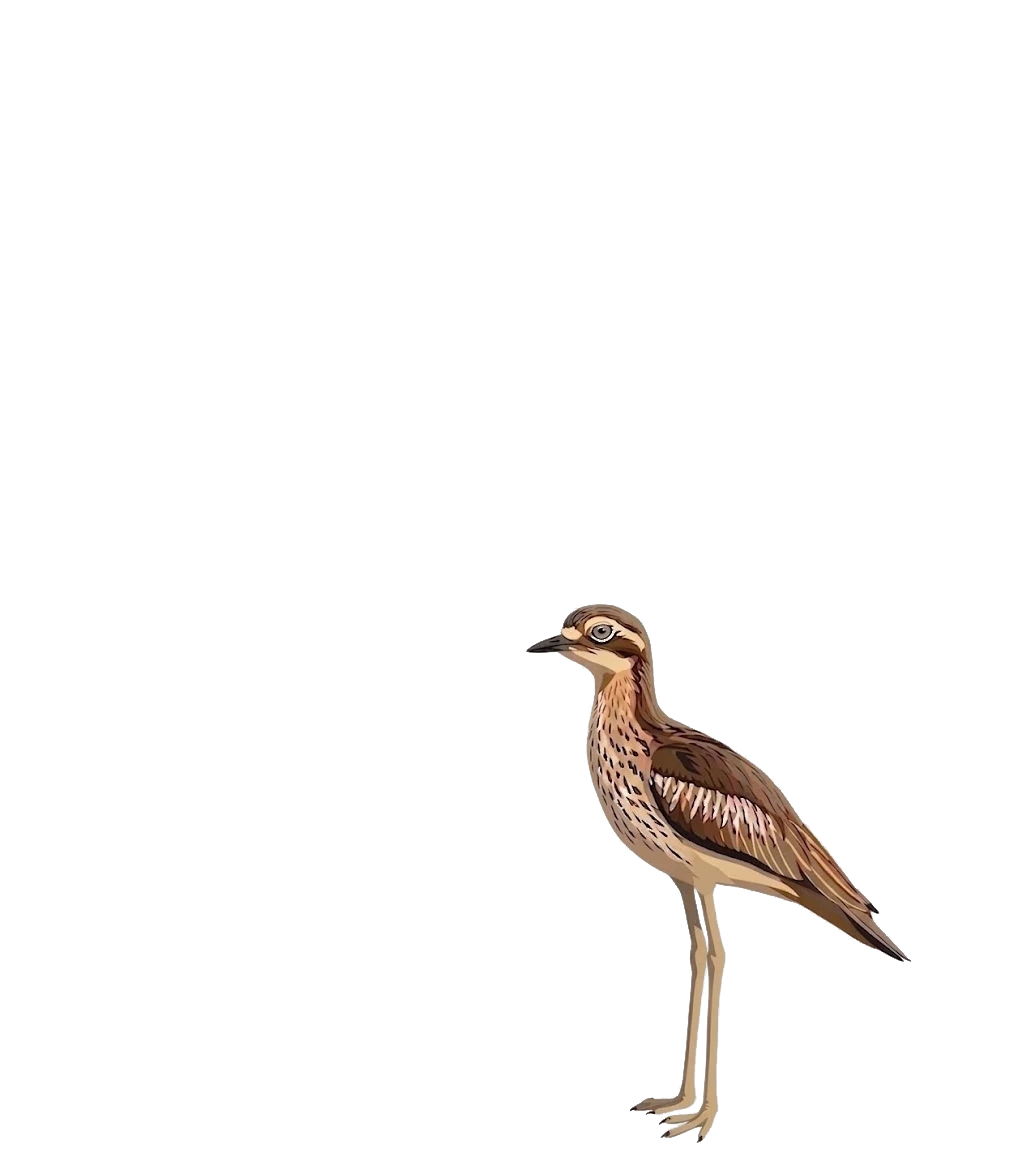 A bush stone-curlew, a bird commonly seen around Point Lookout